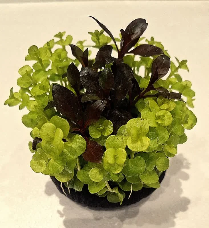 گیاه آکواریومی ترکیبی بزرگ همراه با بستر آماده