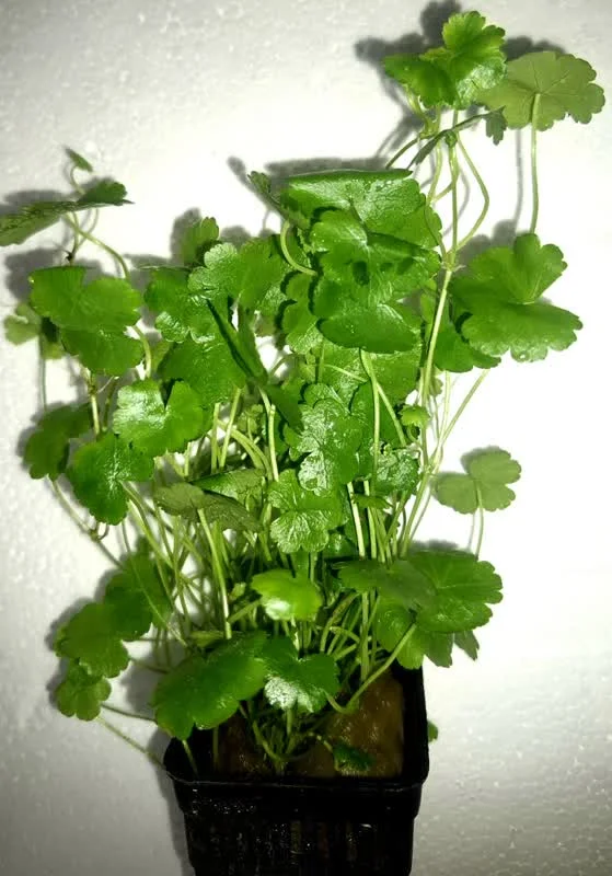 گیاه آکواریومی گشنیزی گرد